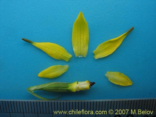 Image of Gavilea lutea (). Click to enlarge parts of image.