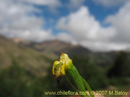 Image of Gavilea lutea (). Click to enlarge parts of image.