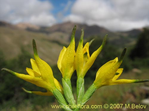 Фотография Gavilea lutea (). Щелкните, чтобы увеличить вырез.