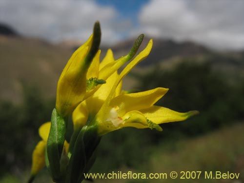 Image of Gavilea lutea (). Click to enlarge parts of image.