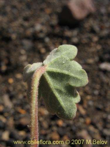 Bild von Tarasa humilis (). Klicken Sie, um den Ausschnitt zu vergrössern.