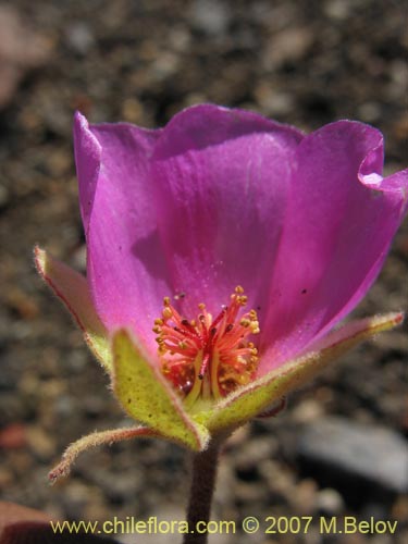 Bild von Tarasa humilis (). Klicken Sie, um den Ausschnitt zu vergrössern.