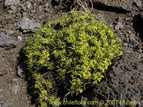 Imágen de Azorella sp. #1763 (). Haga un clic para aumentar parte de imágen.