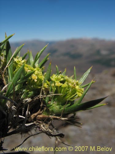 Image of Azorella sp. #1763 (). Click to enlarge parts of image.