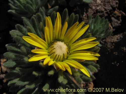 Image of Chaetanthera villosa (Chinita). Click to enlarge parts of image.