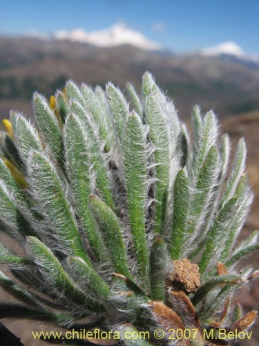 Bild von Chaetanthera villosa (Chinita). Klicken Sie, um den Ausschnitt zu vergrössern.