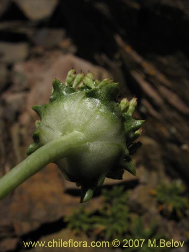 Фотография Gamocarpha alpina (). Щелкните, чтобы увеличить вырез.