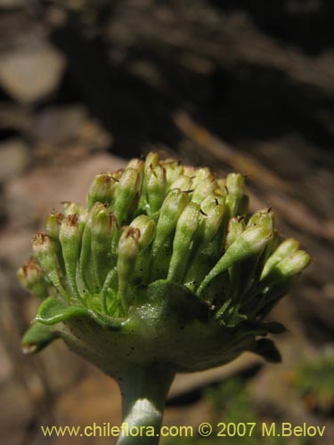 Imágen de Gamocarpha alpina (). Haga un clic para aumentar parte de imágen.