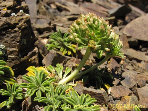 Gamocarpha alpinaの写真