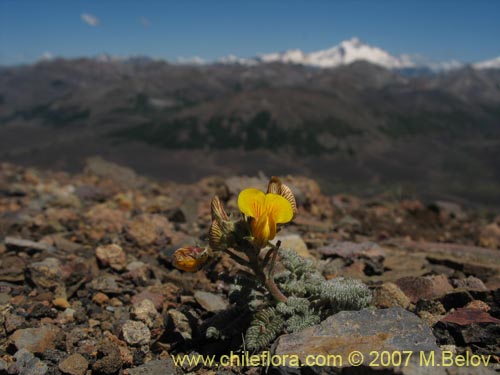 Image of Adesmia sp.  #1691 (). Click to enlarge parts of image.