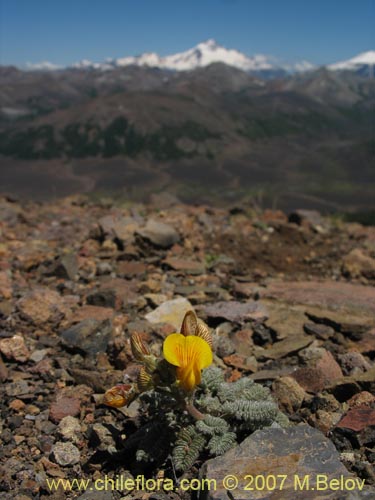 Imágen de Adesmia sp.  #1691 (). Haga un clic para aumentar parte de imágen.