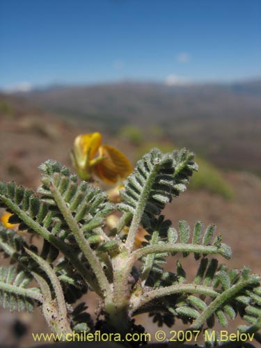 Imágen de Adesmia sp.  #1691 (). Haga un clic para aumentar parte de imágen.