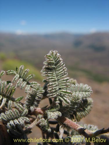 Imágen de Adesmia sp.  #1691 (). Haga un clic para aumentar parte de imágen.