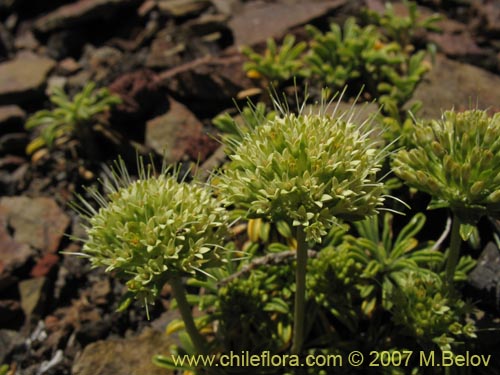 Gamocarpha alpina의 사진