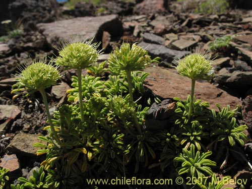 Gamocarpha alpina的照片