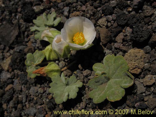 Bild von Tarasa humilis (). Klicken Sie, um den Ausschnitt zu vergrössern.