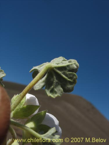 Bild von Tarasa humilis (). Klicken Sie, um den Ausschnitt zu vergrössern.