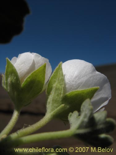 Bild von Tarasa humilis (). Klicken Sie, um den Ausschnitt zu vergrössern.