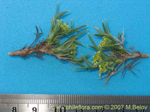 Image of Azorella sp. #1763 (). Click to enlarge parts of image.