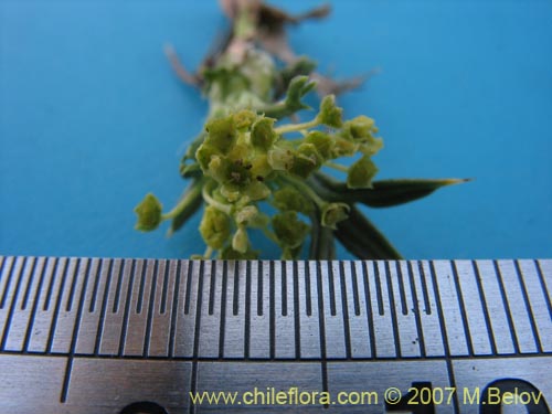 Image of Azorella sp. #1763 (). Click to enlarge parts of image.