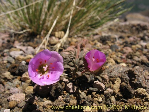 Imágen de Montiopsis sp. #1688 (). Haga un clic para aumentar parte de imágen.