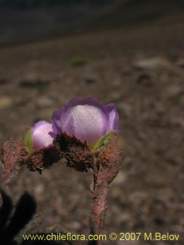 Bild von Montiopsis sp. #1688 (). Klicken Sie, um den Ausschnitt zu vergrössern.