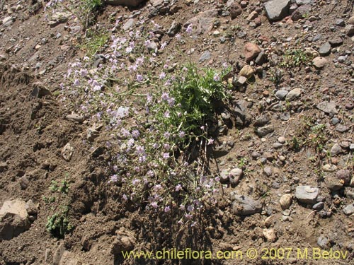 Imágen de Leucheria sp. #6055 (). Haga un clic para aumentar parte de imágen.