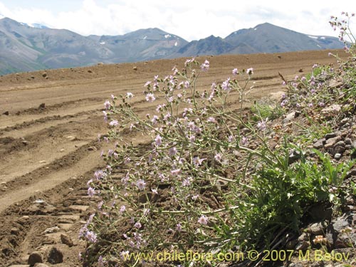 Image of Leucheria sp. #6055 (). Click to enlarge parts of image.