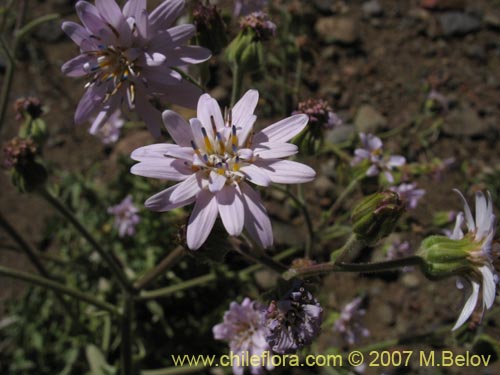 Imágen de Leucheria sp. #6055 (). Haga un clic para aumentar parte de imágen.