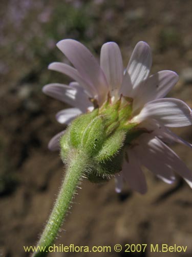 Imágen de Leucheria sp. #6055 (). Haga un clic para aumentar parte de imágen.