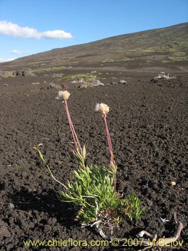 Imágen de Anemone multifida (). Haga un clic para aumentar parte de imágen.