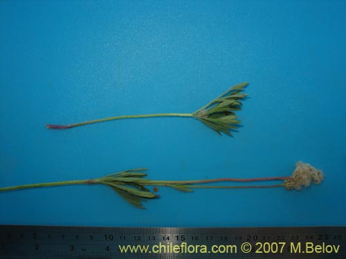 Anemone multifida의 사진