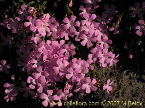 Image of Ourisia microphylla (Flor de las rocas). Click to enlarge parts of image.