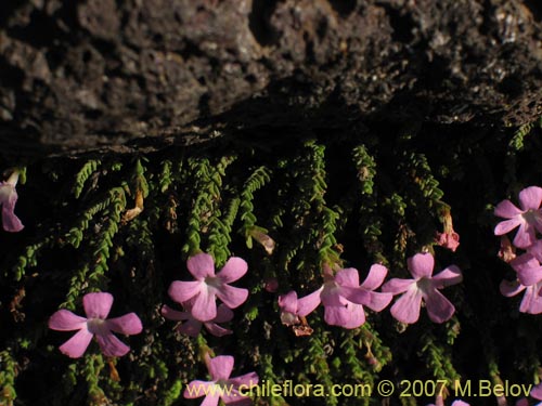 Bild von Ourisia microphylla (Flor de las rocas). Klicken Sie, um den Ausschnitt zu vergrössern.