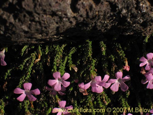 Image of Ourisia microphylla (Flor de las rocas). Click to enlarge parts of image.