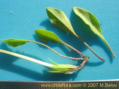 Image of Nierembergia repens (Estrellita de las vegas). Click to enlarge parts of image.