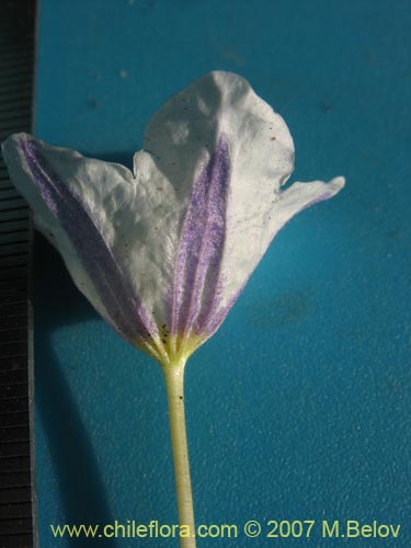 Фотография Nierembergia repens (Estrellita de las vegas). Щелкните, чтобы увеличить вырез.