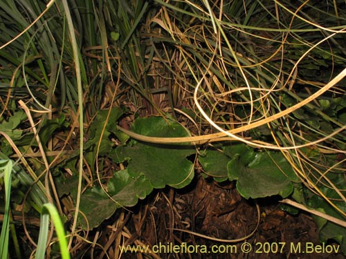 Image of Unidentified Plant sp. #1315 (). Click to enlarge parts of image.