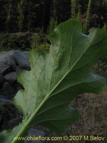 Imágen de Planta no identificada sp. #1315 (). Haga un clic para aumentar parte de imágen.