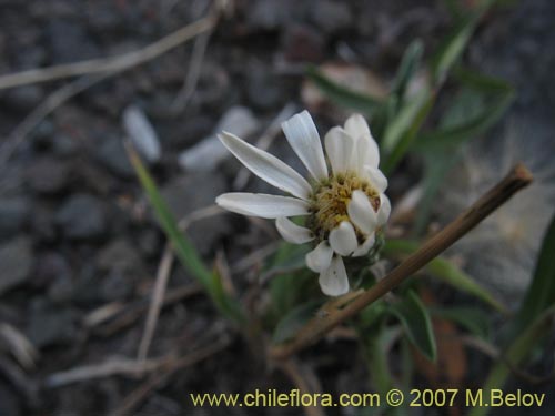 Image of Asteraceae sp. #1687 (). Click to enlarge parts of image.