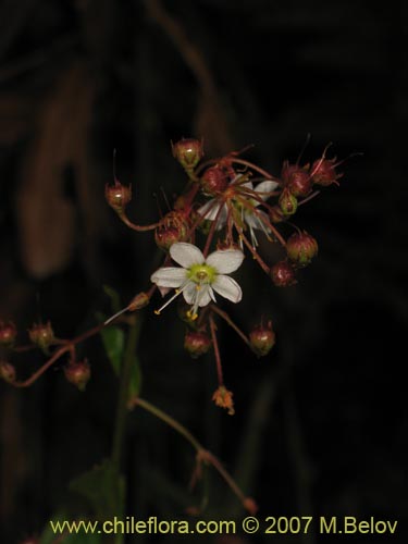 Фотография Lysimachia sertulata (Melilukul). Щелкните, чтобы увеличить вырез.