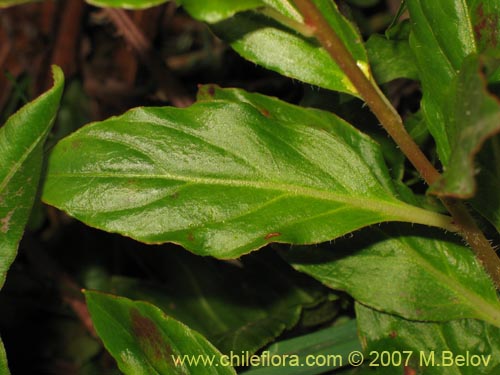 Imágen de Lysimachia sertulata (Melilukul). Haga un clic para aumentar parte de imágen.