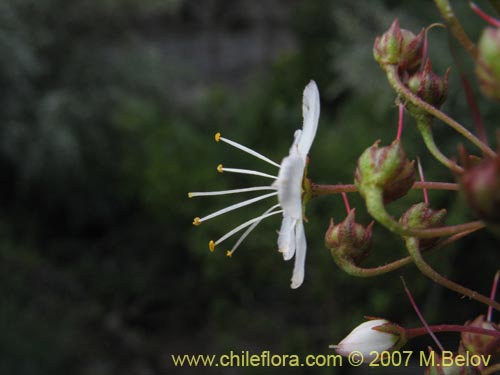 Imágen de Lysimachia sertulata (Melilukul). Haga un clic para aumentar parte de imágen.