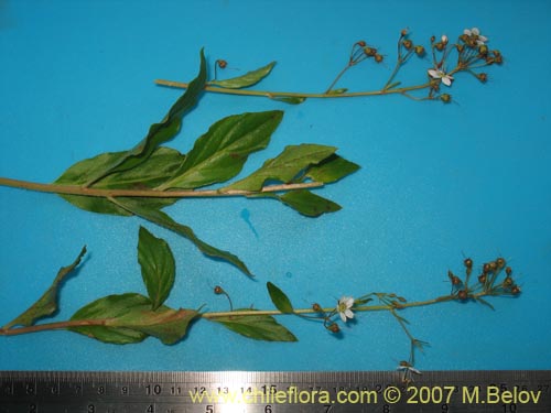 Image of Unidentified Plant sp. #1314 (). Click to enlarge parts of image.