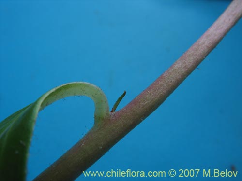 Imágen de Lysimachia sertulata (Melilukul). Haga un clic para aumentar parte de imágen.