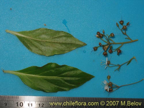 Image of Unidentified Plant sp. #1314 (). Click to enlarge parts of image.