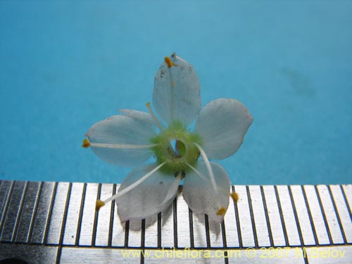 Image of Lysimachia sertulata (Melilukul). Click to enlarge parts of image.