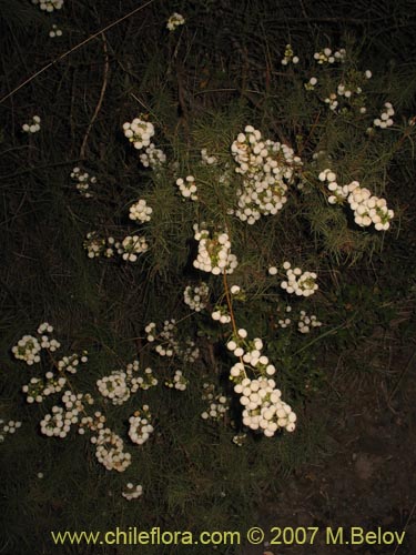 Imágen de Calceolaria alba (). Haga un clic para aumentar parte de imágen.