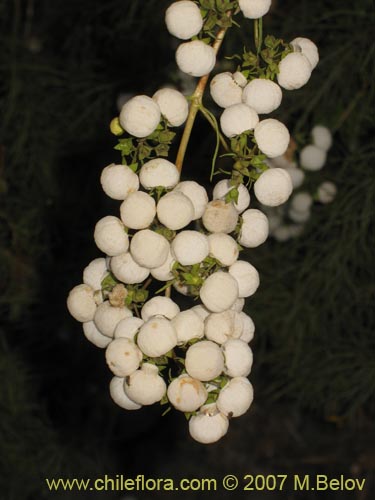 Bild von Calceolaria alba (). Klicken Sie, um den Ausschnitt zu vergrössern.