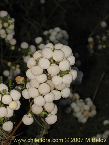 Bild von Calceolaria alba (). Klicken Sie, um den Ausschnitt zu vergrössern.